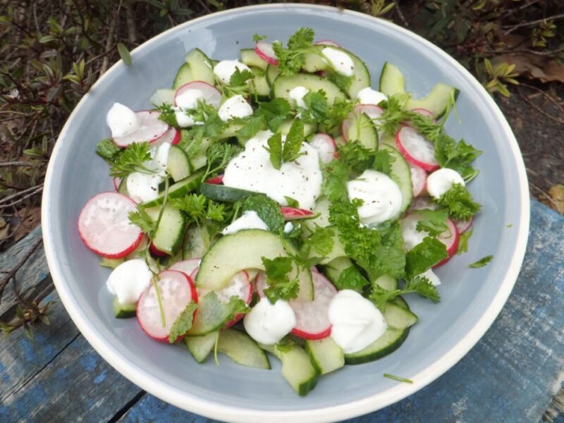 Cucumber and radish salad with goat cheese dressing