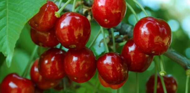 Cherry tree