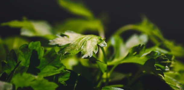 parsley