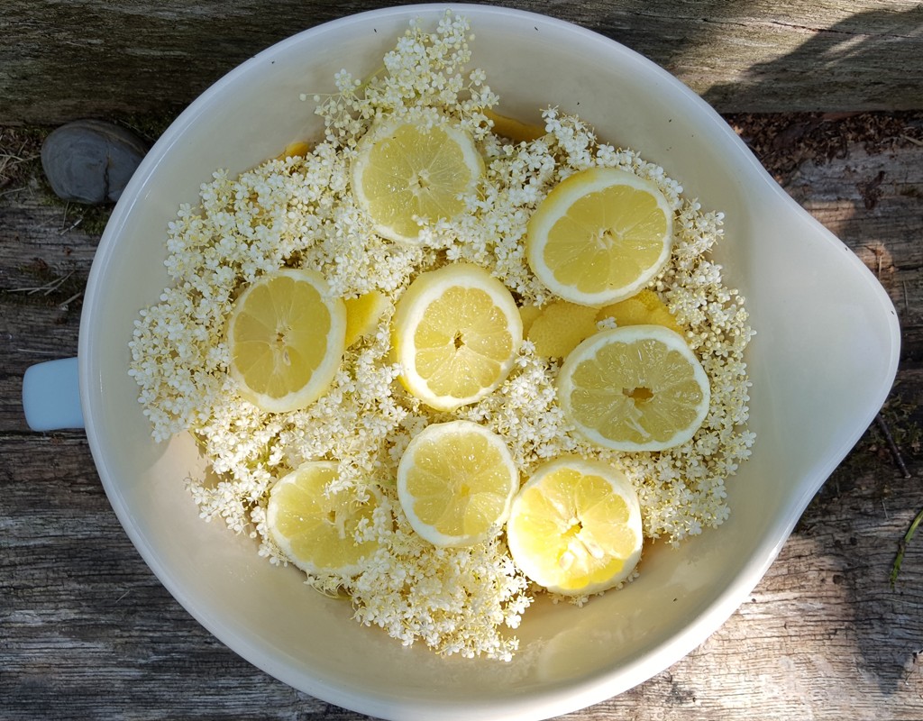 Traditional elderflower cordial