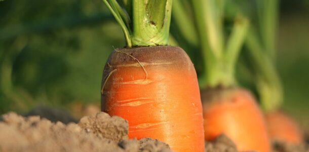 The Spring Clean Diet