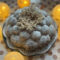 Lemon and elderflower bundt cake