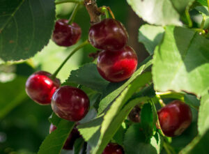 Sour Cherry Recipes