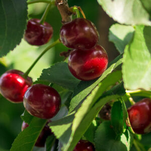 Sour Cherry Recipes