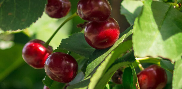 Sour Cherry Recipes
