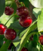 Sour Cherry Recipes