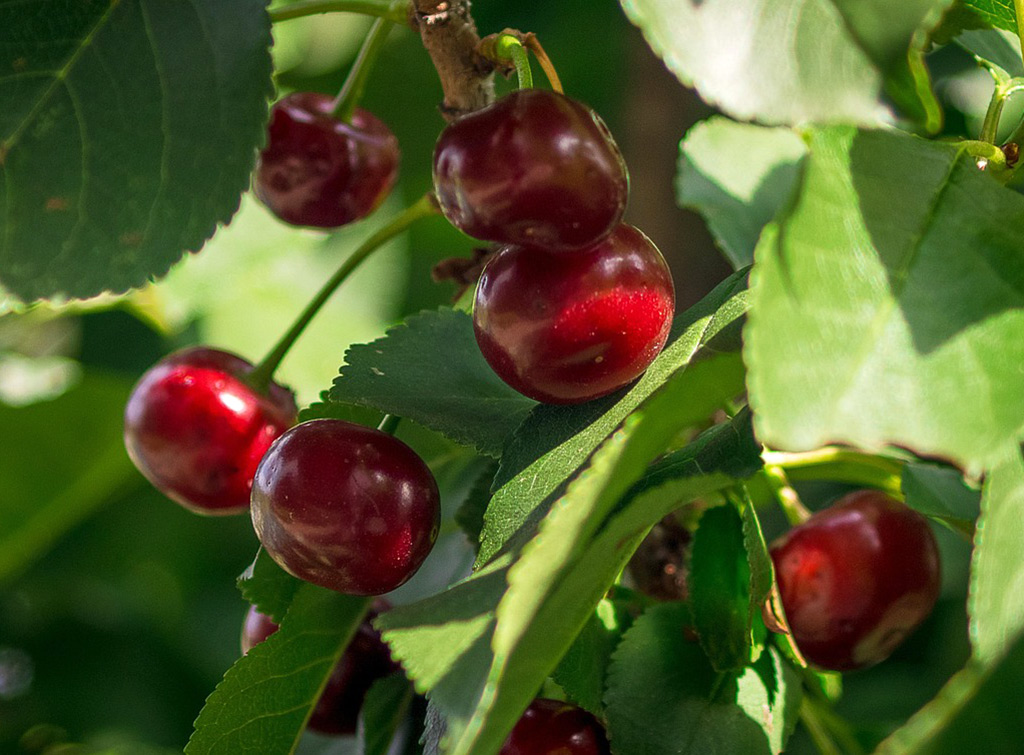 Sour Cherry Recipes