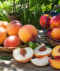 Peach Recipes