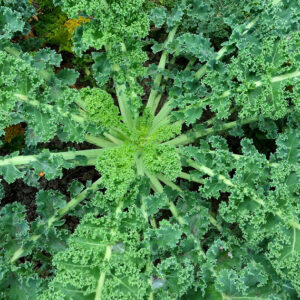Curly Kale Recipes