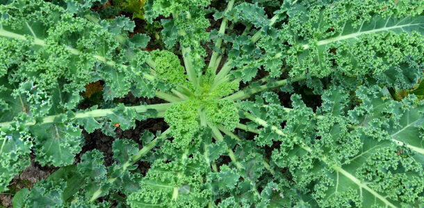 Curly Kale Recipes