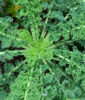 Curly Kale Recipes