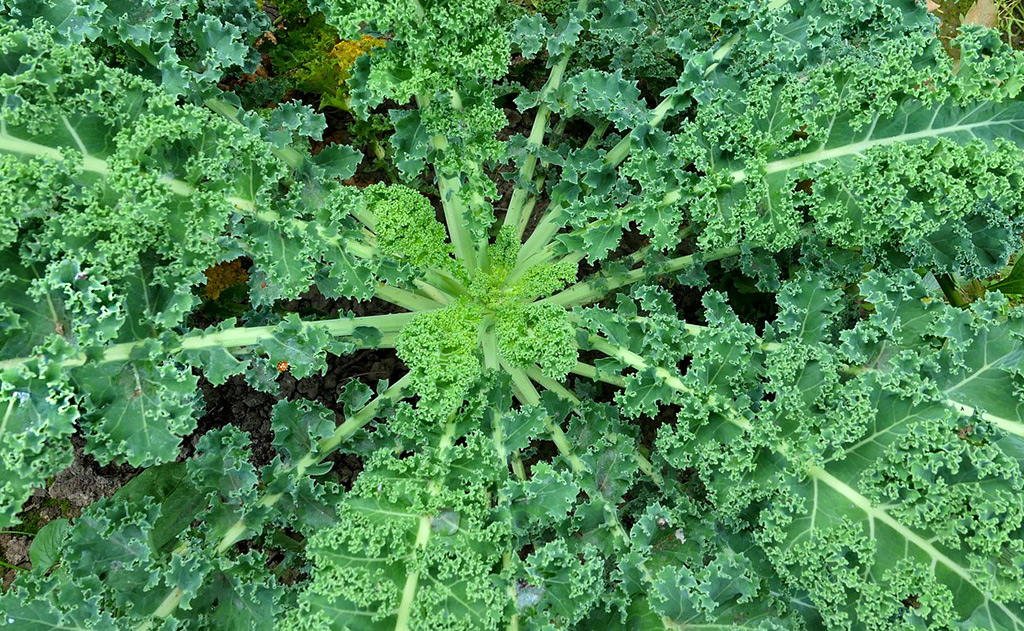 Curly Kale Recipes